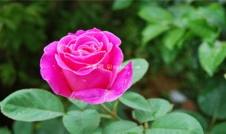 月季花的养殖方法,从土壤到修剪,打造美丽花境
